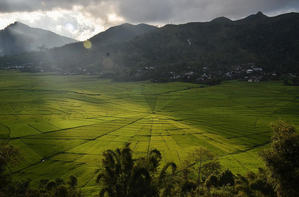 Spider Web Rice Field