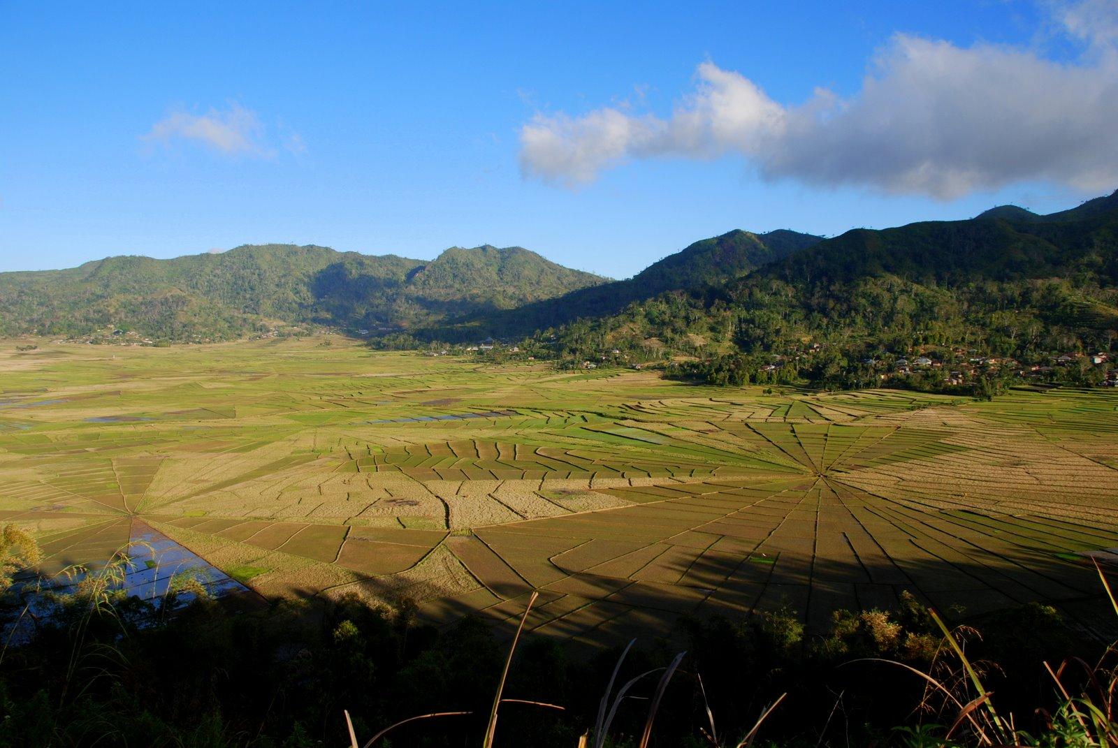 Spider Web Rice Field