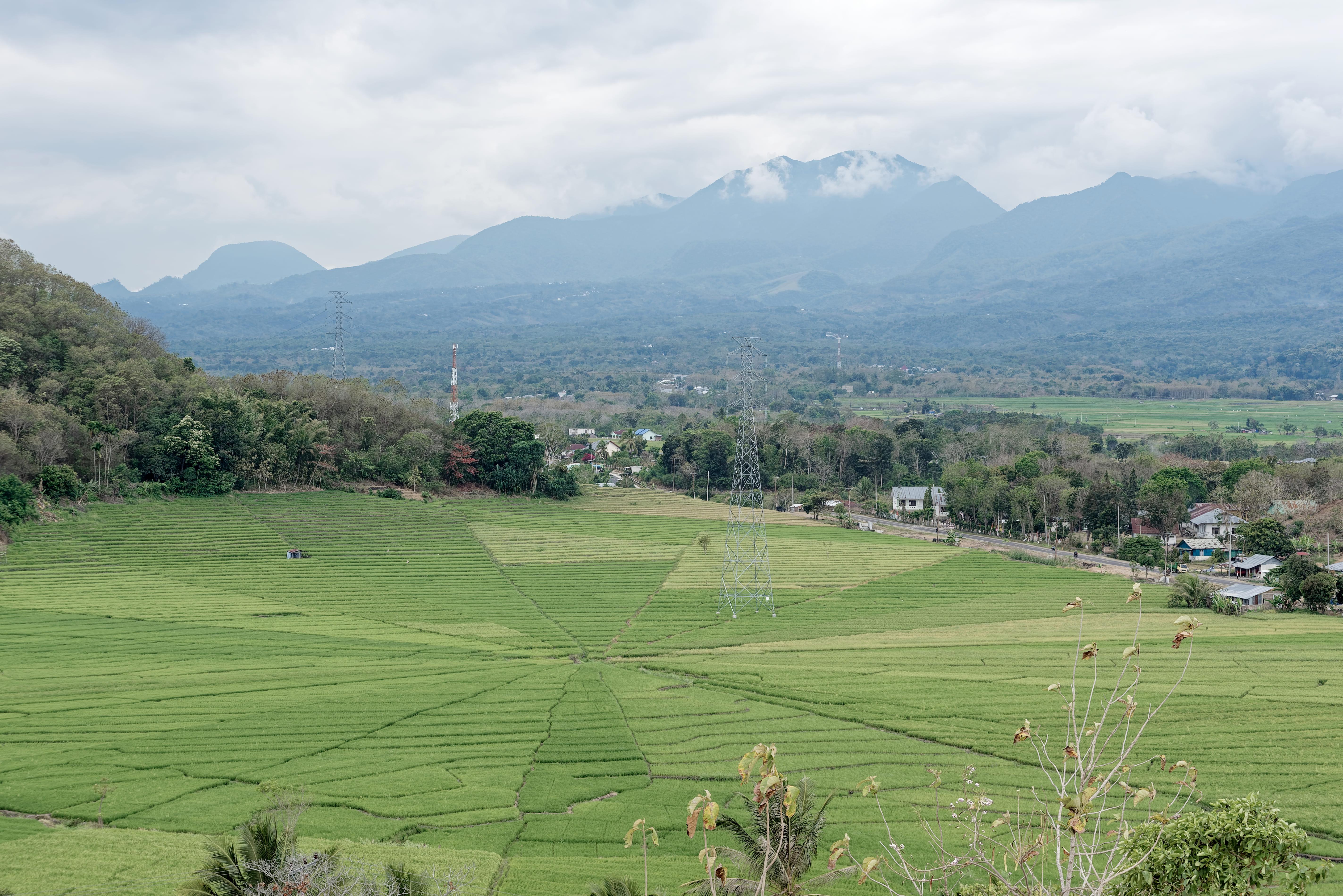 Lembor Rice Field