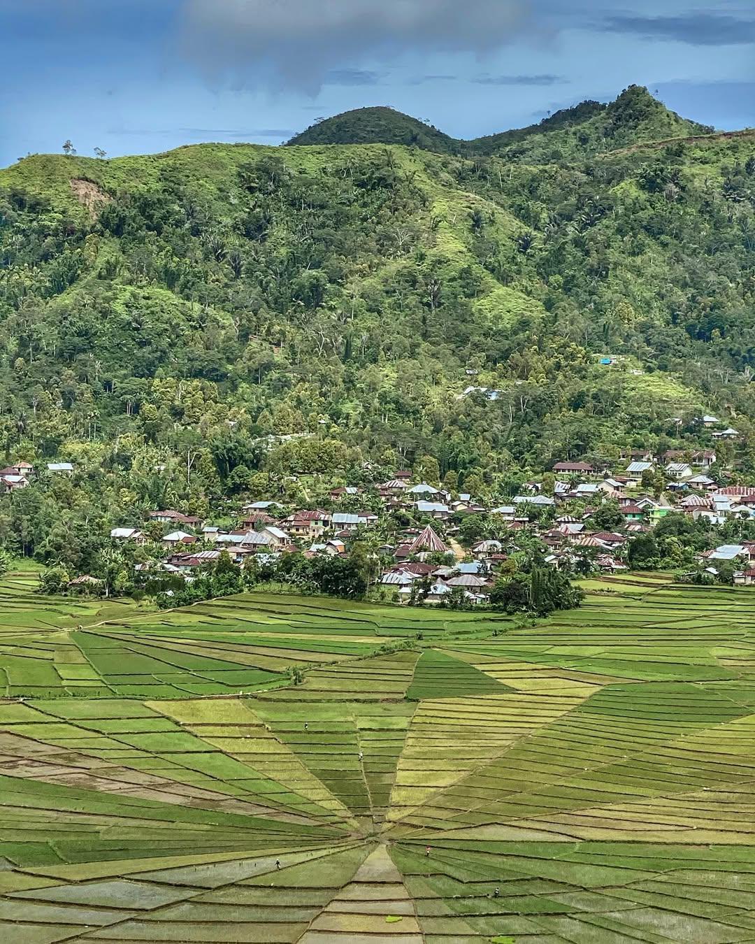 Spider Web Rice Field