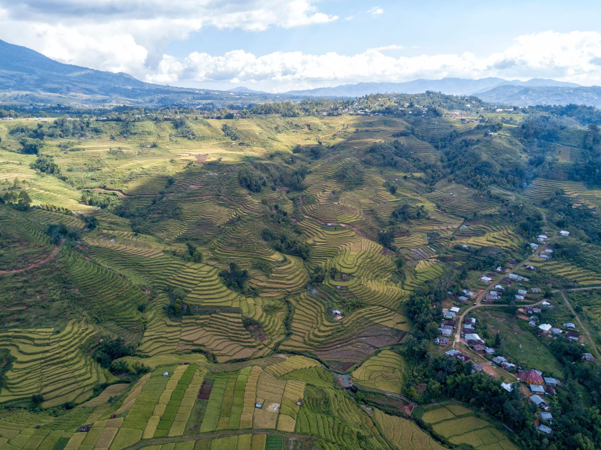 Golo Cador Rice Terrace