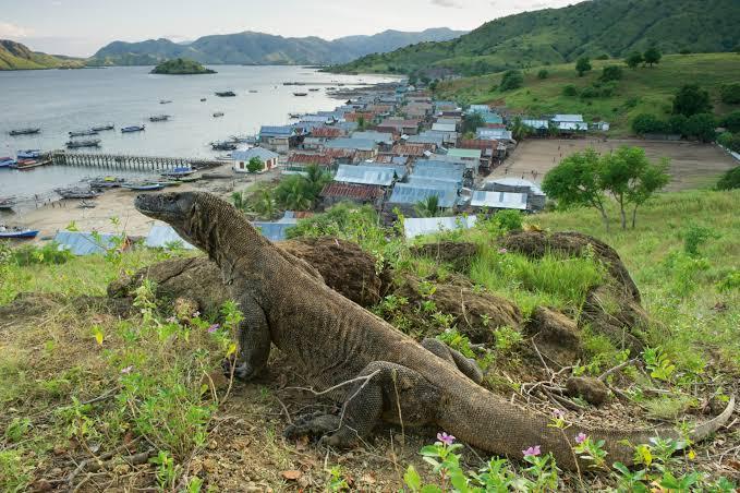 Komodo Village