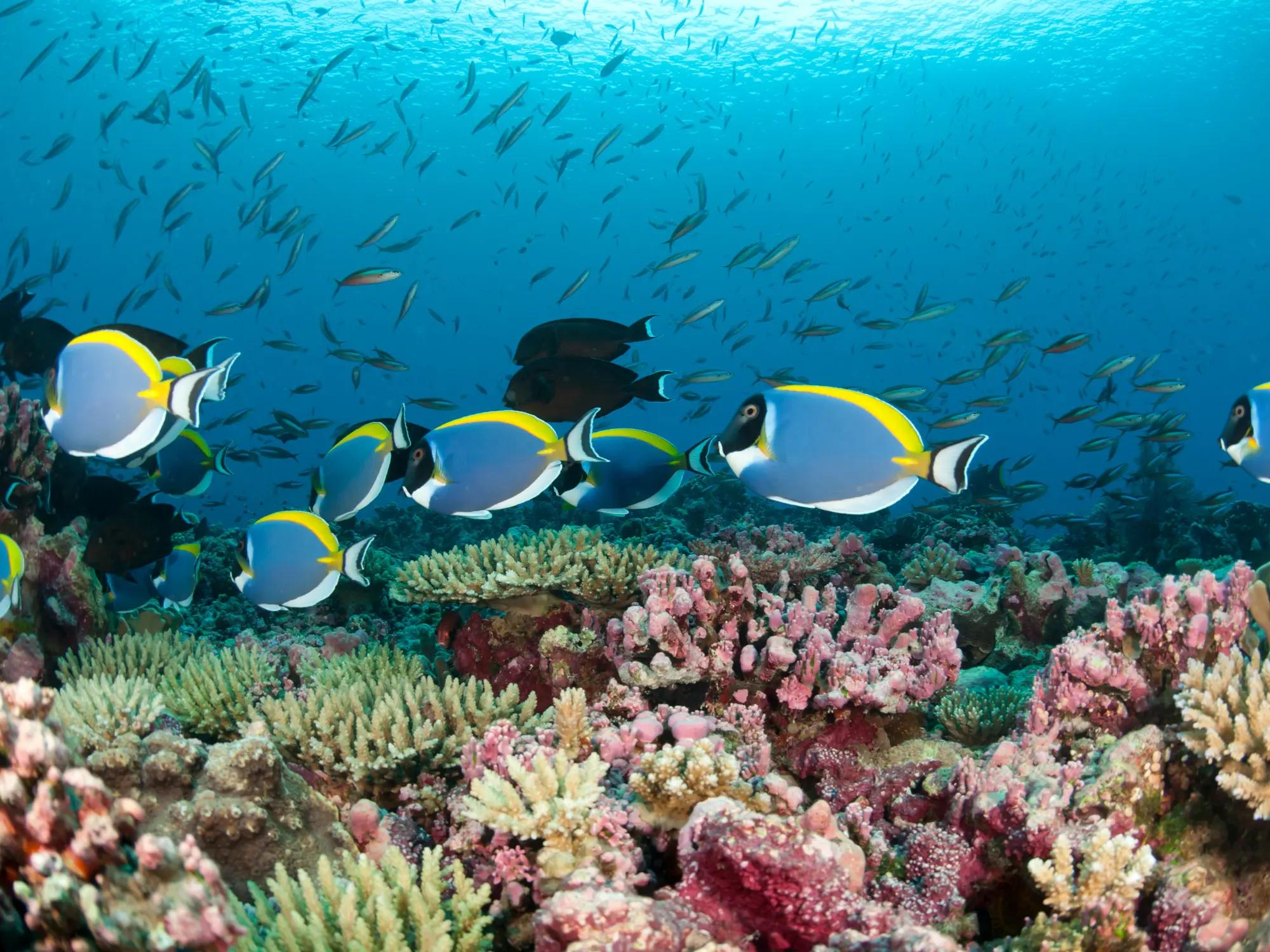 Kanawa Island