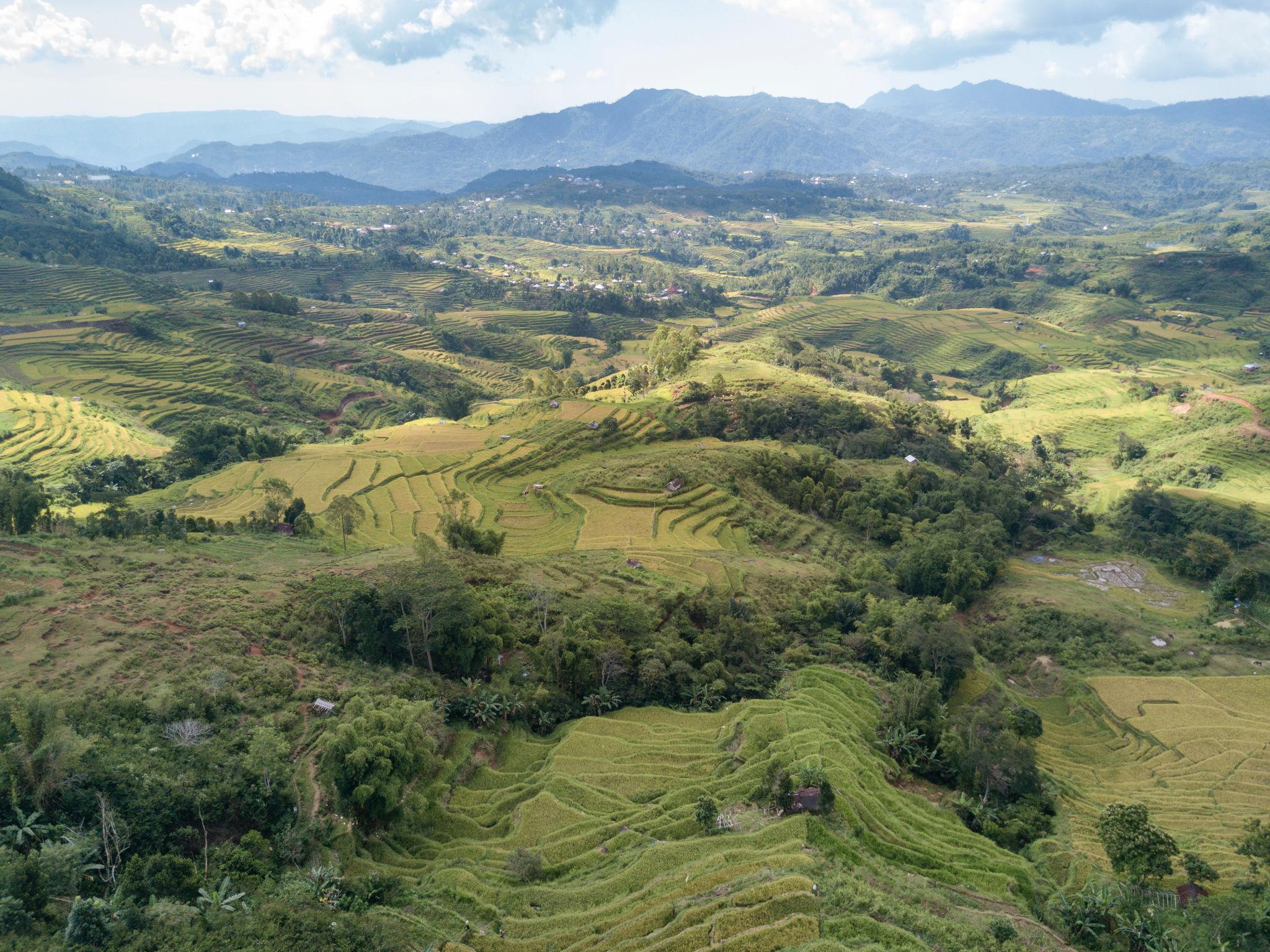 Golo Cador Rice Terrace