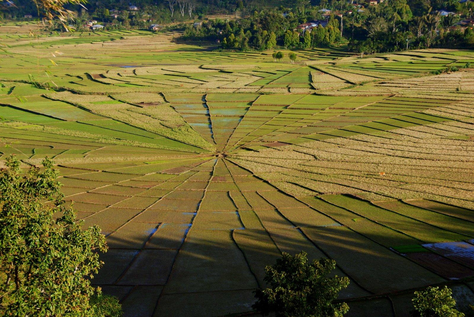 Spider Web Rice Field
