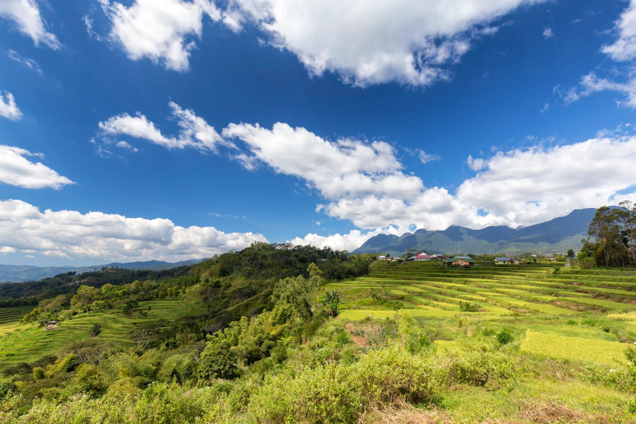 Golo Cador Rice Terrace