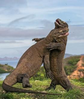 Komodo Island