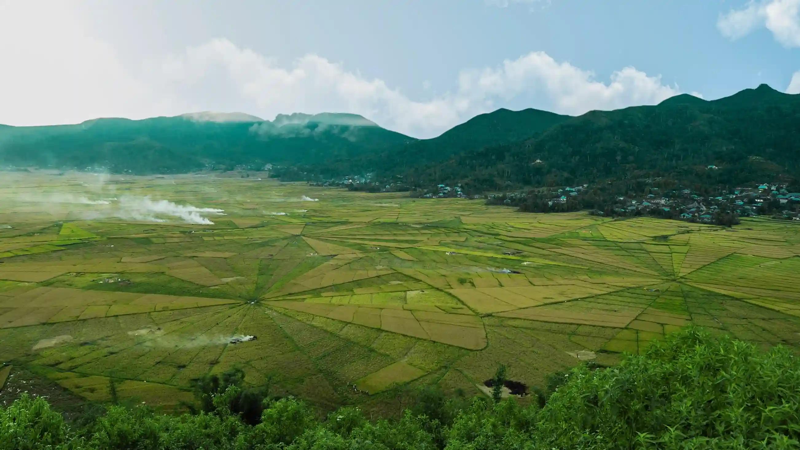 Spider Web Rice Field