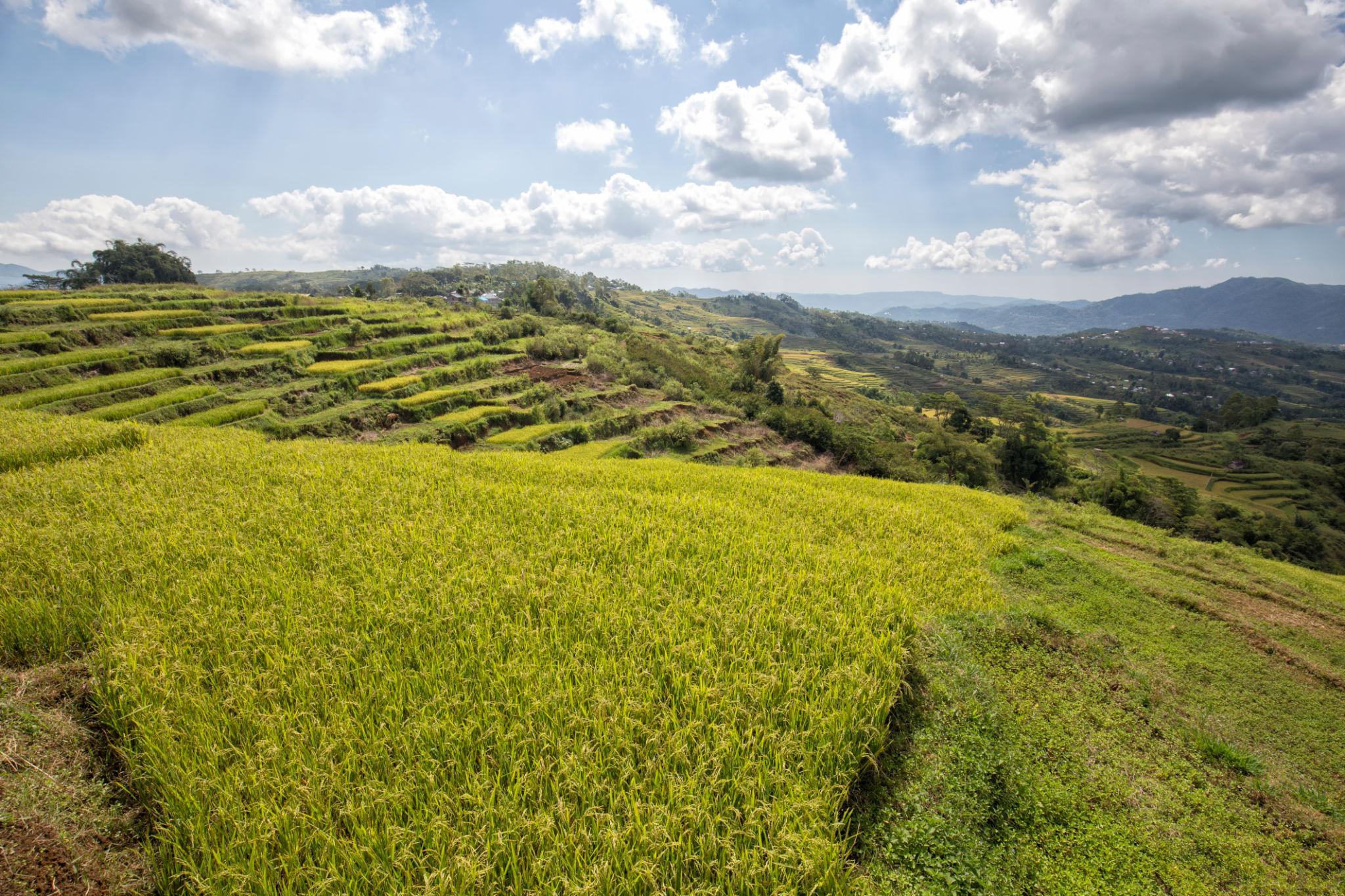 Golo Cador Rice Terrace