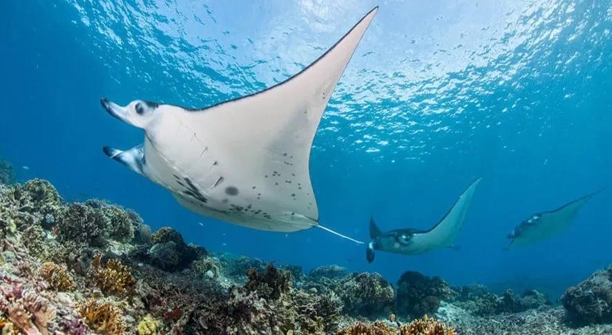 Manta Rays