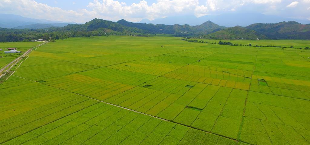 Lembor Rice Field