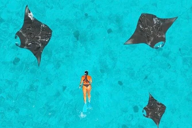 Manta Rays