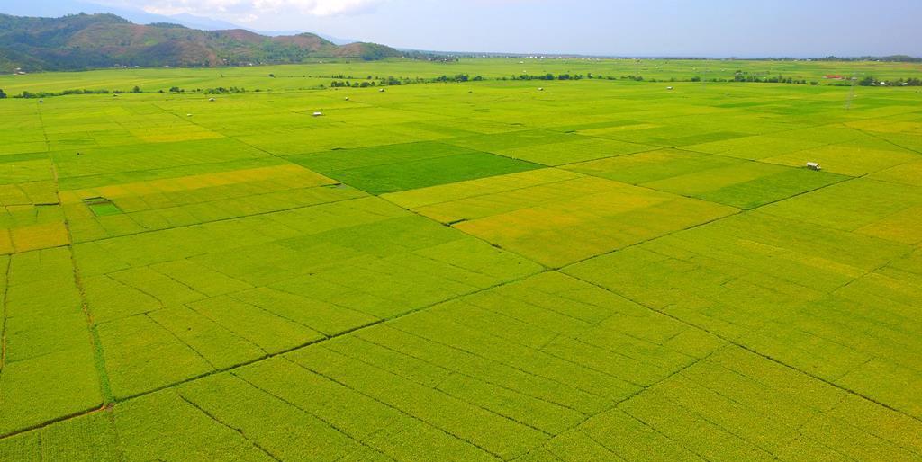 Lembor Rice Field