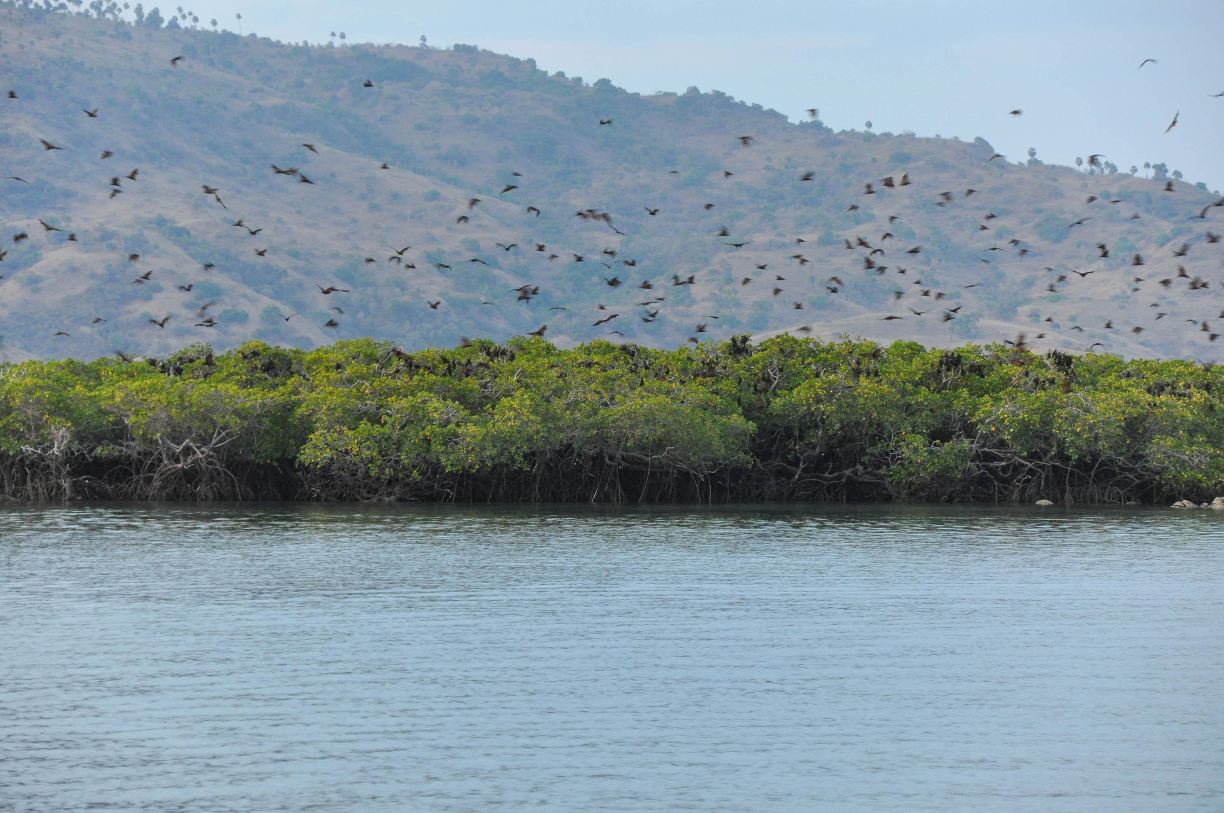 Kalong Island